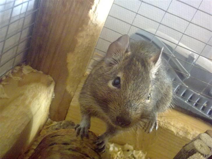 Degu degu billede 10