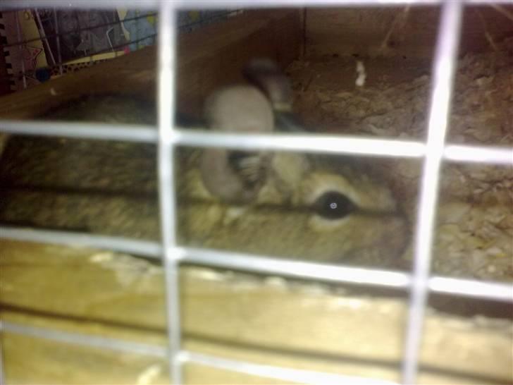 Degu degu billede 13