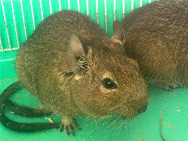 Degu degu billede 14