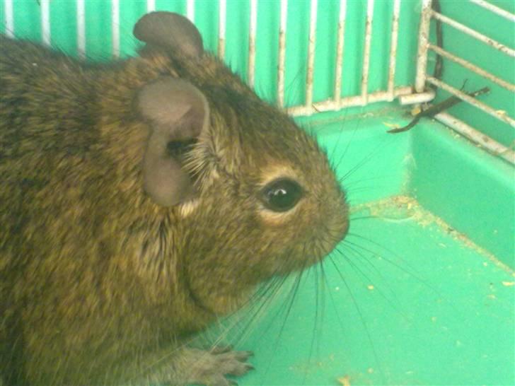 Degu degu billede 16