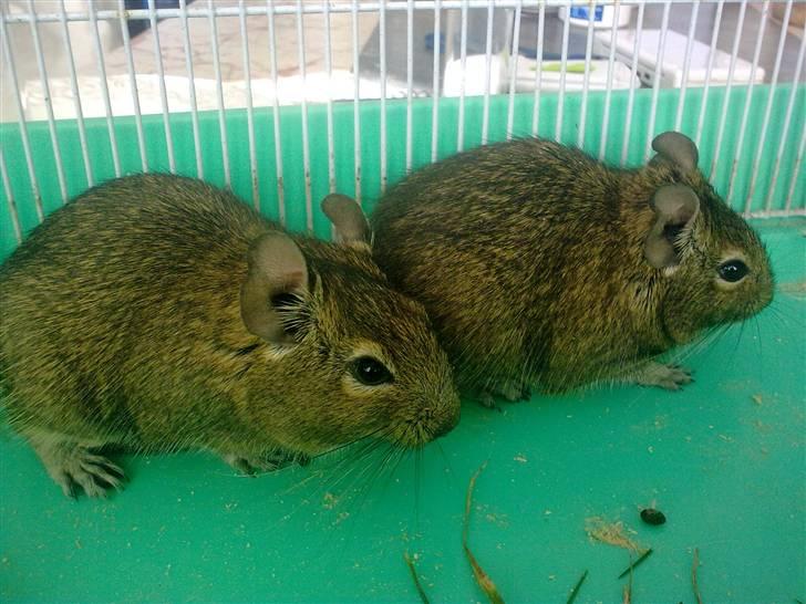 Degu degu billede 17