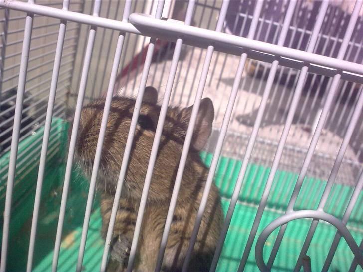 Degu degu billede 18