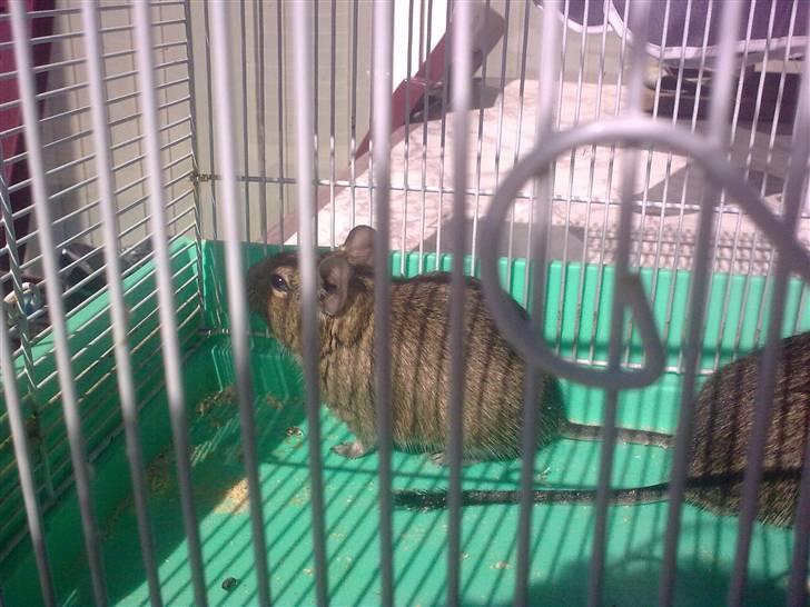 Degu degu billede 19
