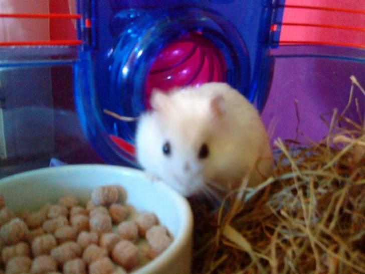 Dværghamster Findus. Død. :/ - Findus med mad i kind billede 7