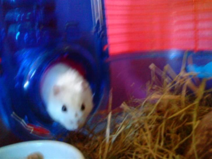 Dværghamster Findus. Død. :/ - Så er findus vågnet fra lang søvn i rør billede 8
