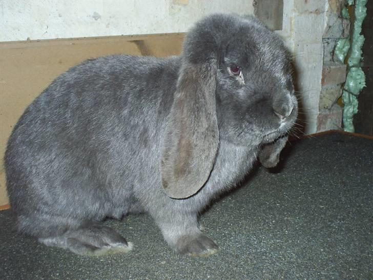 Kanin Leopold billede 1