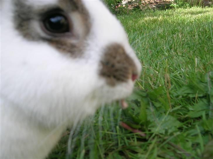 Kanin Sofie<3 givet væk:/ - velkomen til Sofies profil;) billede 1