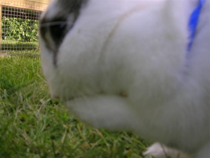 Kanin Sofie<3 givet væk:/ billede 2