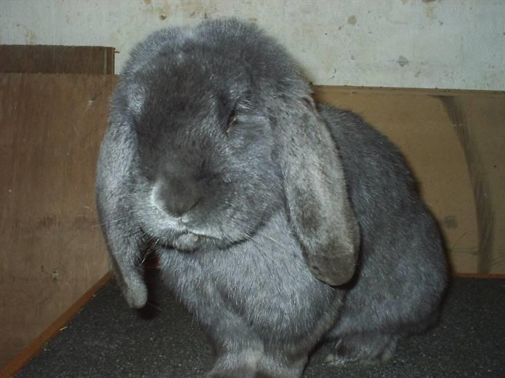 Kanin Leopold billede 2