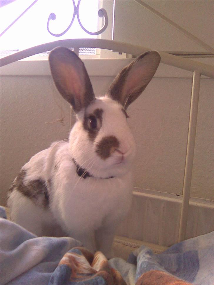 Kanin Sofie<3 givet væk:/ billede 3