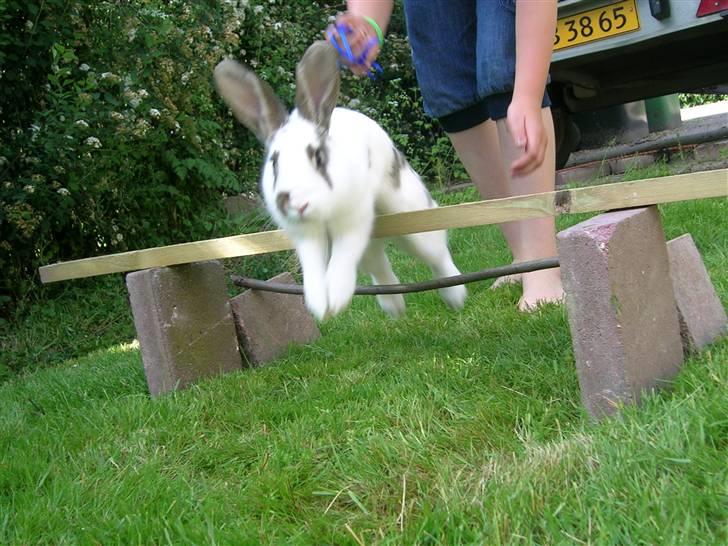 Kanin Sofie<3 givet væk:/ billede 4