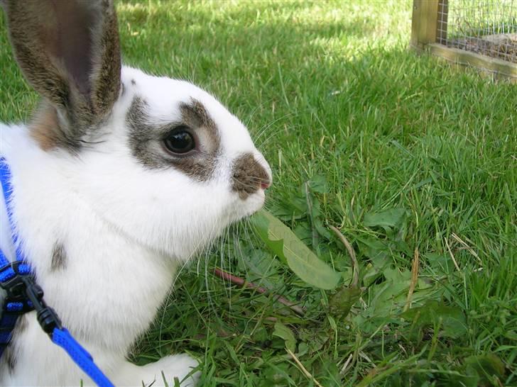 Kanin Sofie<3 givet væk:/ billede 6