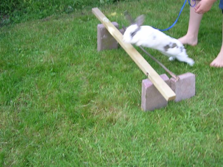 Kanin Sofie<3 givet væk:/ billede 7