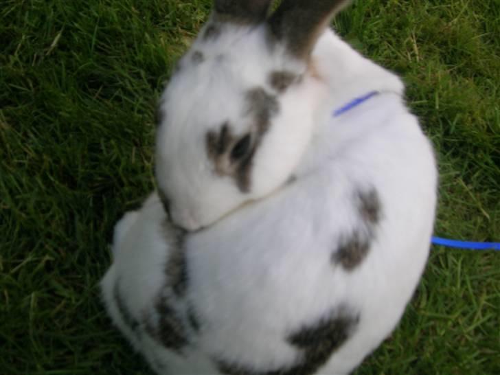 Kanin Sofie<3 givet væk:/ billede 8