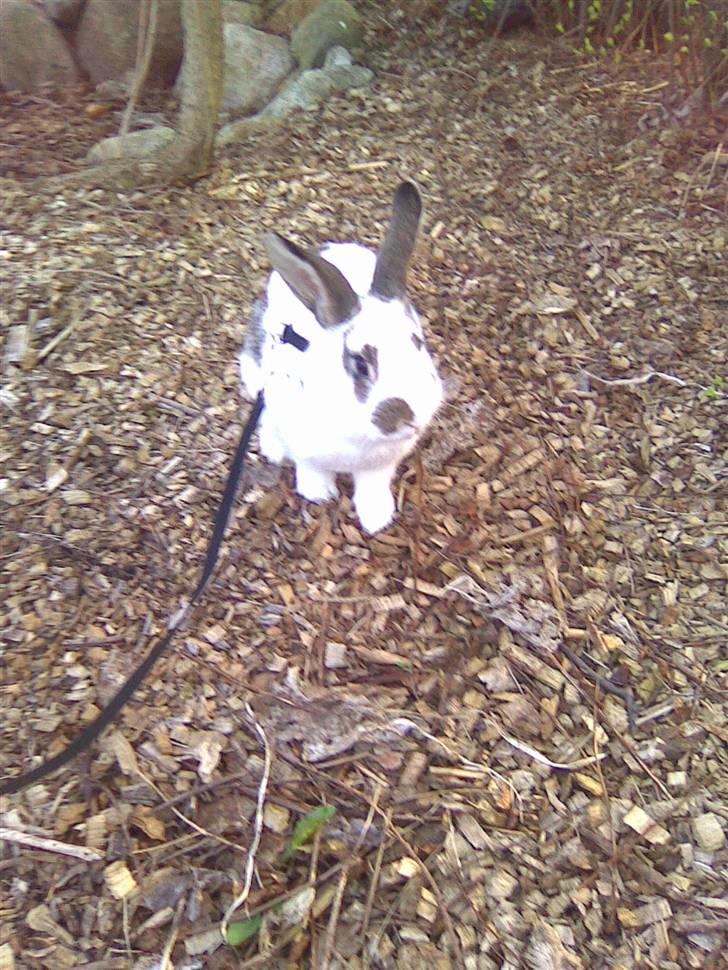 Kanin Sofie<3 givet væk:/ billede 9