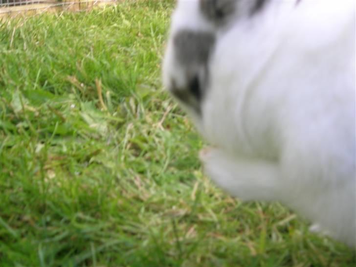 Kanin Sofie<3 givet væk:/ billede 10