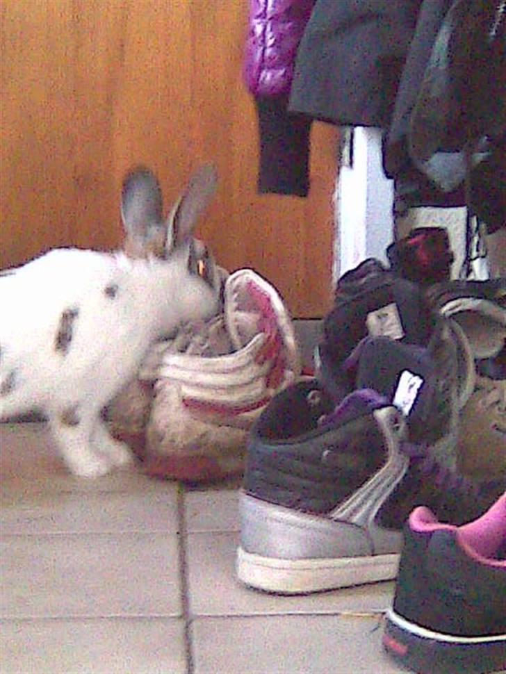 Kanin Sofie<3 givet væk:/ billede 12