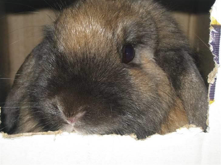 Kanin Jill superstar - jeg kigger lige ud af mit vindue i min kasse billede 1