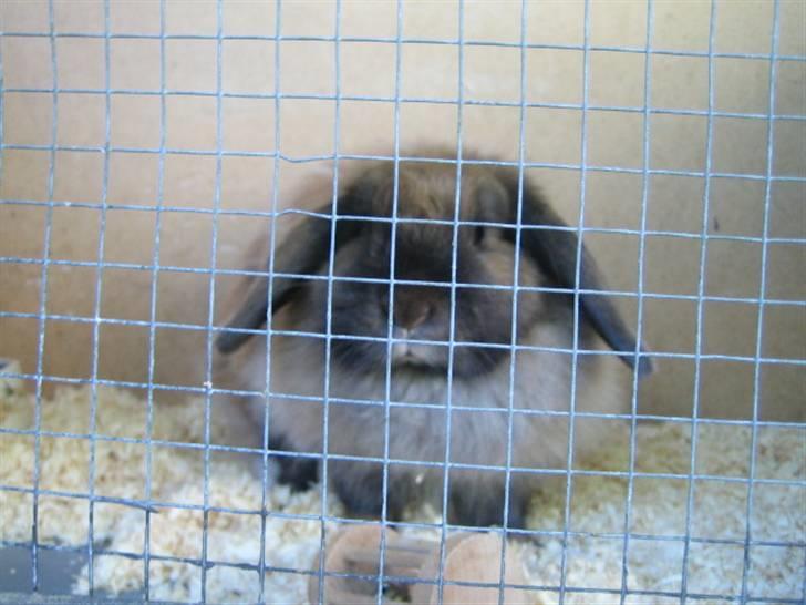 Kanin Jill superstar - jeg sidder i mit bur billede 2