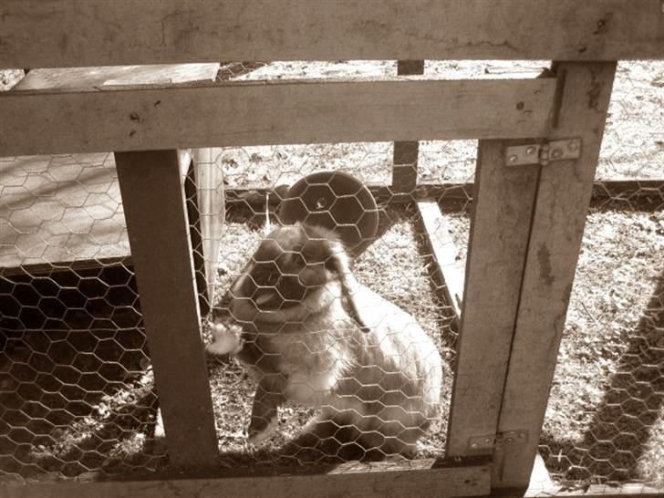 Kanin Jill superstar - jeg er i græsnigs buret og er meget nysgerig. billede 3