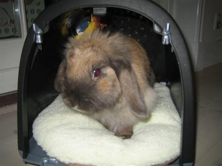 Kanin Jill superstar - jeg sidder i mit transport bur billede 4