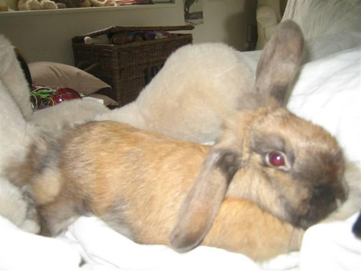 Kanin Jill superstar - jeg tar mig lige en slapper med min ynglings bamse billede 5