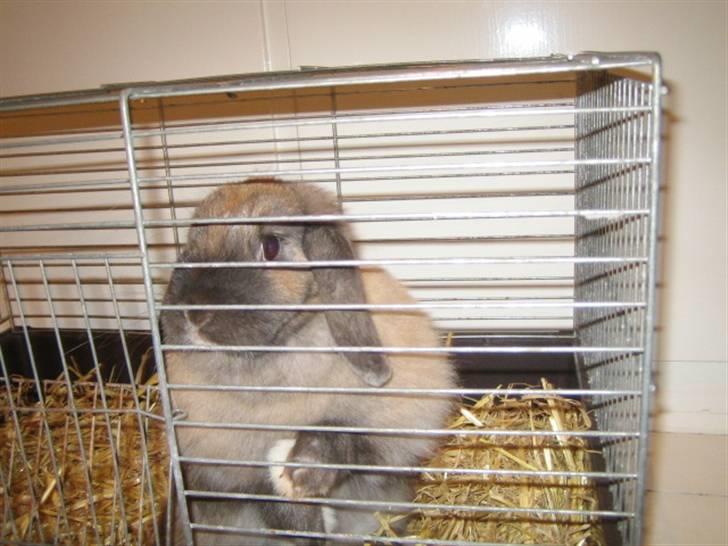 Kanin Jill superstar - jeg sider i det lille bur og ser meget nuttet ud billede 6