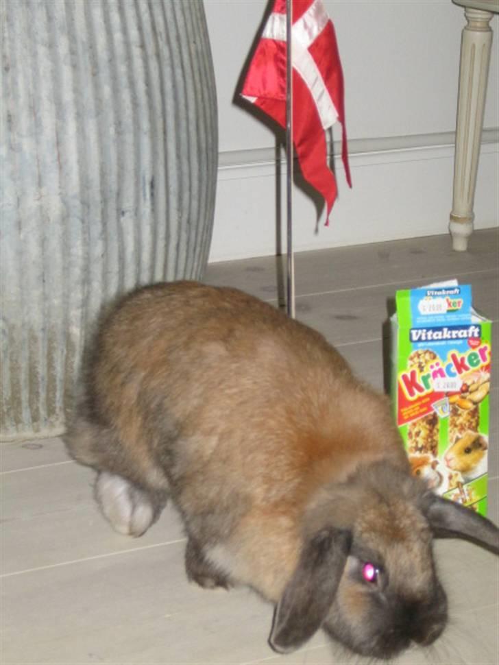 Kanin Jill superstar - til min 2 års fødselsdag billede 7