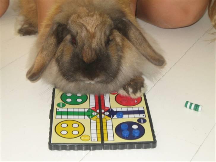 Kanin Jill superstar - se jeg kan spille ludo er jeg ikke bare dygtig??? billede 8