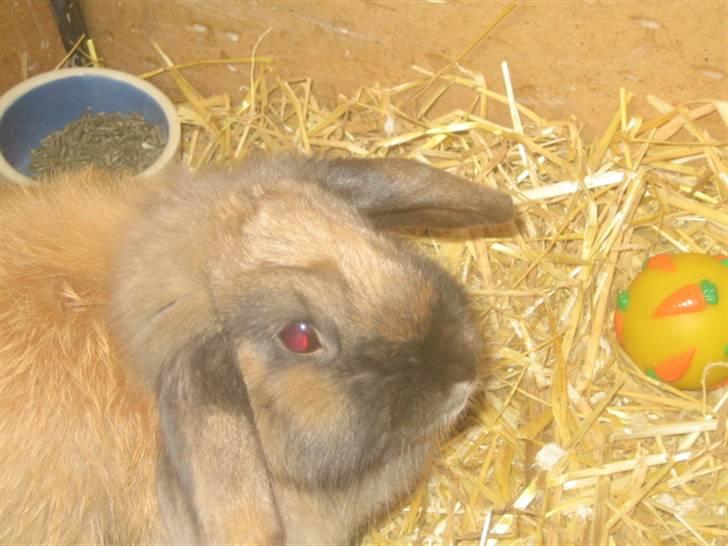 Kanin Jill superstar - i mit bur billede 9