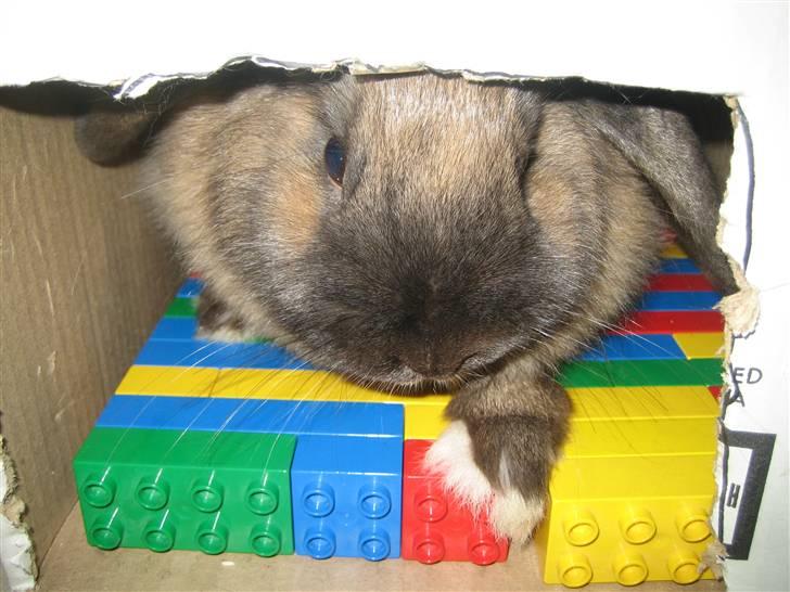 Kanin Jill superstar - jeg sider i min legokasse og prøver at fortælle sofie at jeg vil være alene billede 10