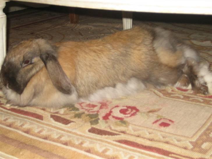 Kanin Jill superstar - jeg slapper af under puffen billede 11