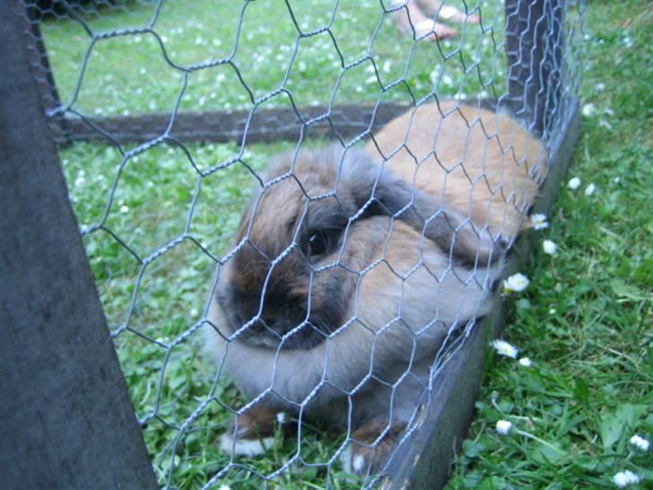 Kanin Jill superstar - slapper af i græsningsburet billede 12