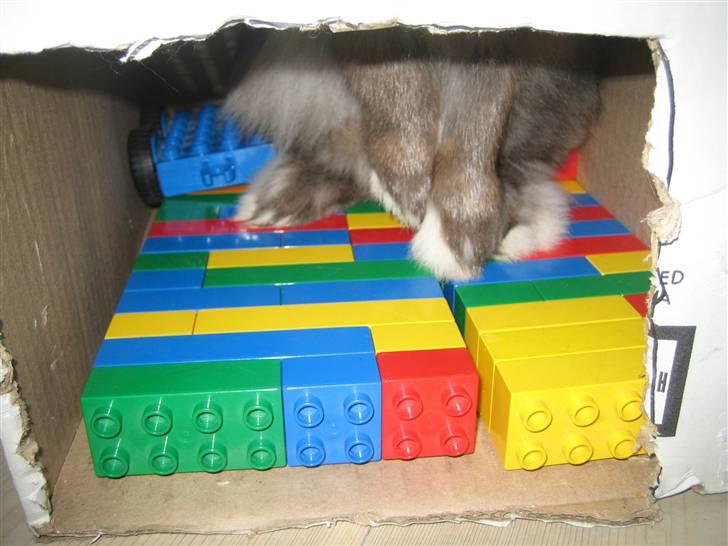 Kanin Jill superstar - hov hvor er du?? billede 13