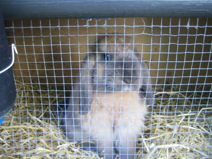 Kanin krymmel billede 1