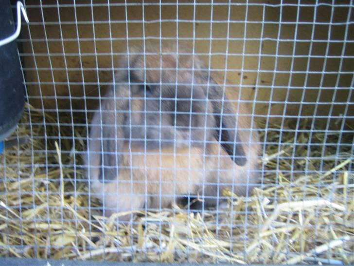 Kanin krymmel billede 2