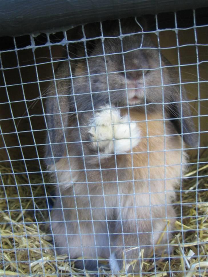 Kanin krymmel billede 4