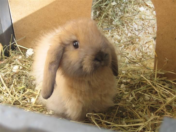 Kanin krymmel billede 5