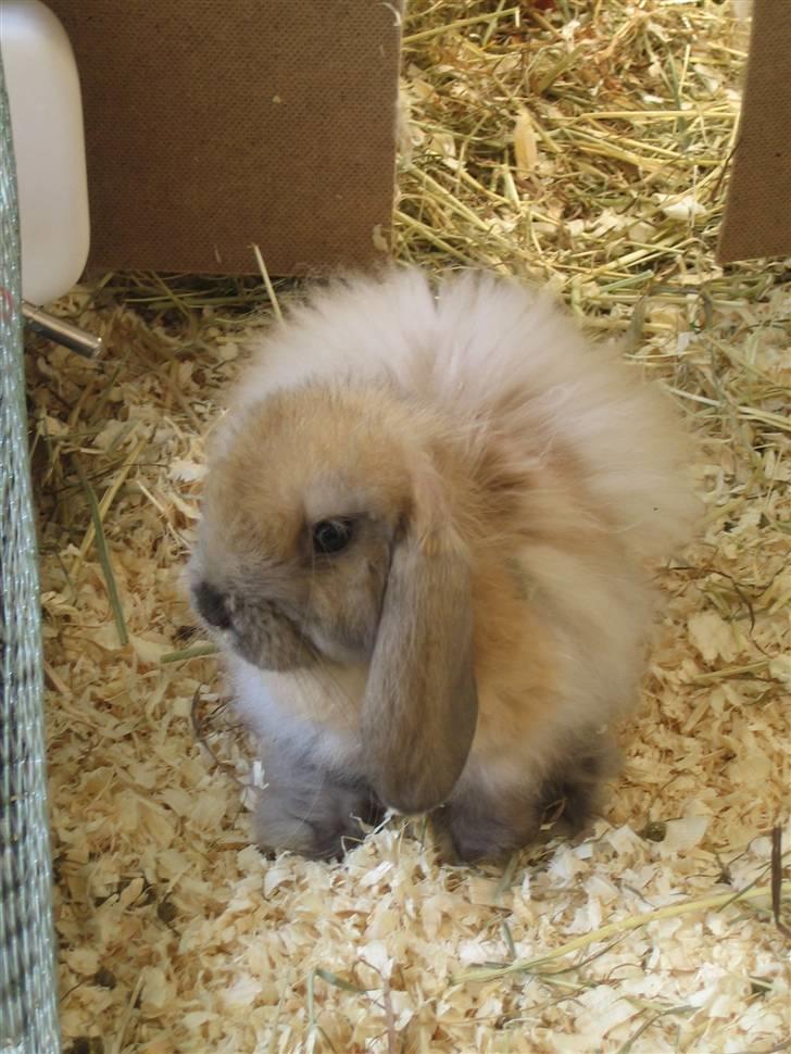 Kanin krymmel billede 6