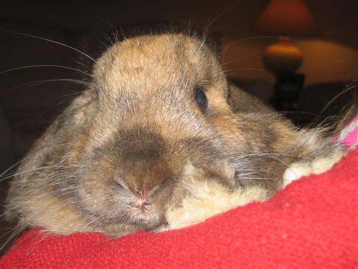 Kanin krymmel billede 7