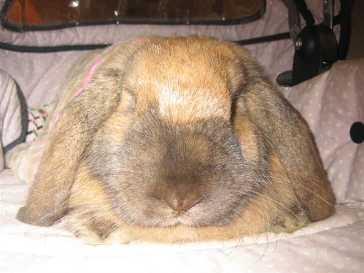 Kanin krymmel billede 8