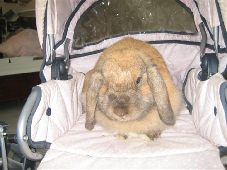 Kanin krymmel billede 9