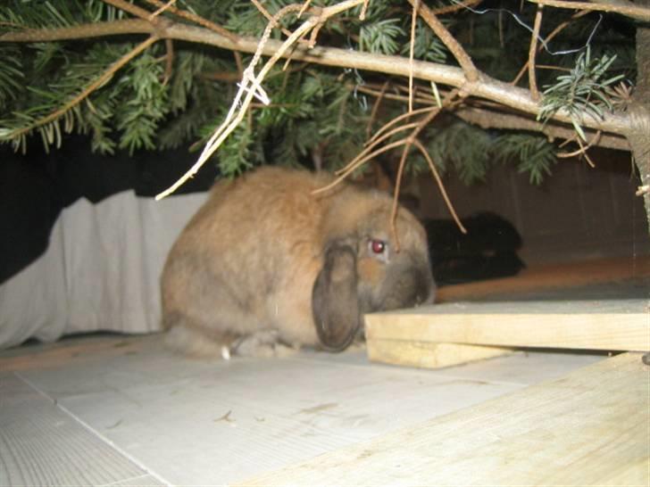 Kanin krymmel billede 10
