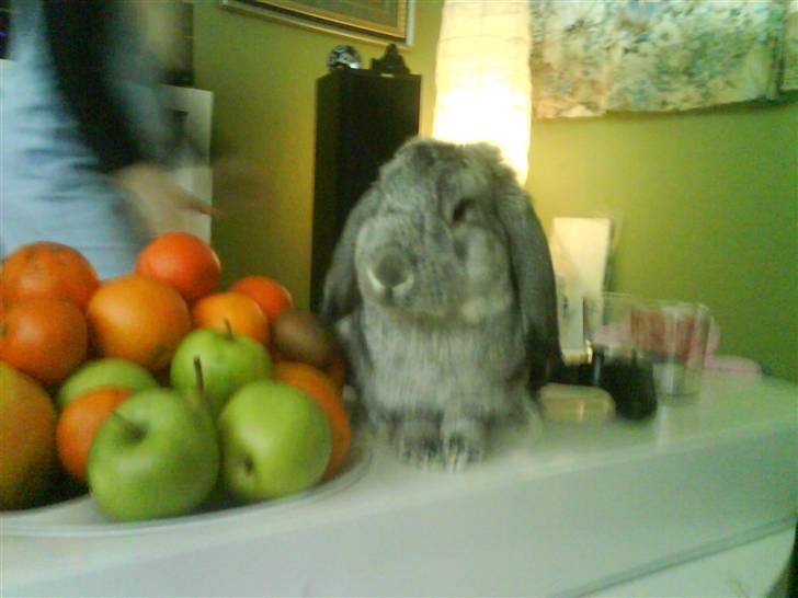 Kanin Baphomet (R.I.P) billede 3