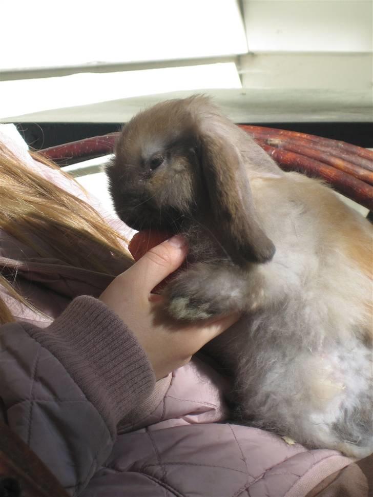 Kanin Rosa R.I.P. billede 1