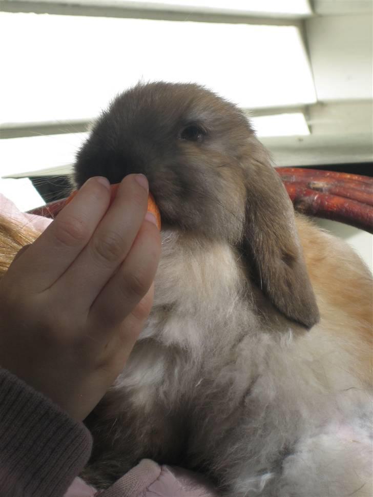 Kanin Rosa R.I.P. billede 2