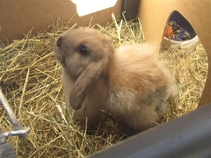 Kanin Rosa R.I.P. billede 3