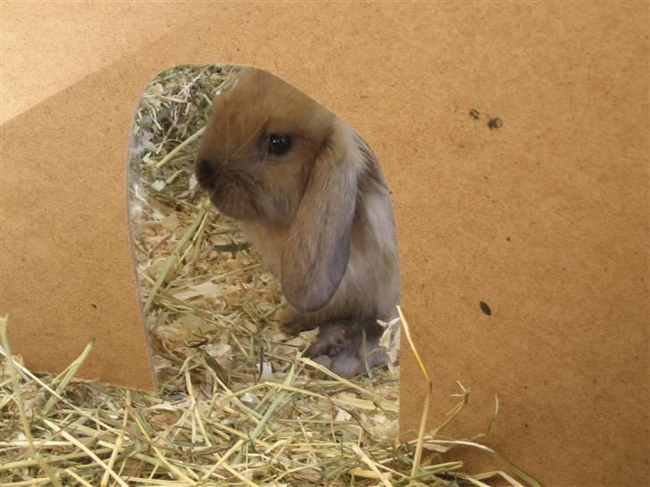 Kanin Rosa R.I.P. billede 4