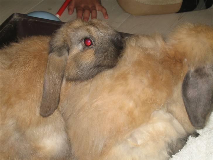 Kanin Rosa R.I.P. billede 5