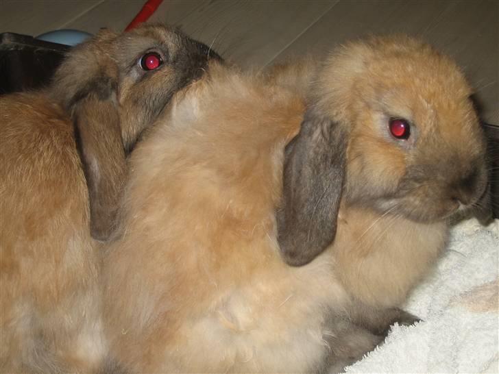 Kanin Rosa R.I.P. billede 6